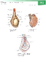 Sobotta  Atlas of Human Anatomy  Trunk, Viscera,Lower Limb Volume2 2006, page 200